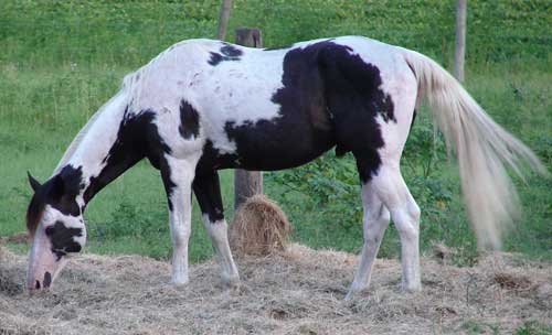 Keejo's Calico